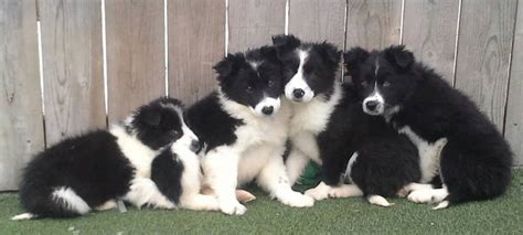 63+ Border Collie Puppy Rescue Ohio - l2sanpiero