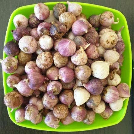 Jual Bawang putih tunggal 100gr medium / bawang tunggal 100 gram sedang ...