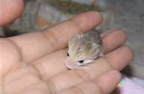 How About These Pygmy Jerboa Babies?