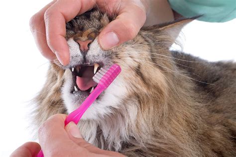 Common Questions About Cat Dental Diseases | Port Road Vet