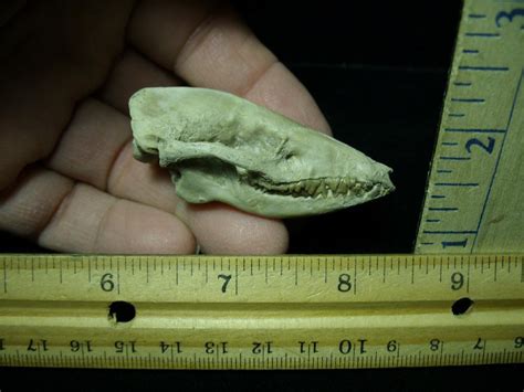 Fossil Skull "Leptictida Leptictis" (015421b) - The Stones & Bones Collection