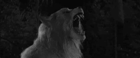 Werewolf gif by TORMENTA- | Photobucket | Lobisomem, Vampiros e lobisomens, Lobisomens