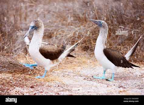 Blue footed booby mating dance Stock Photo - Alamy