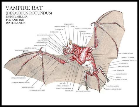 a diagram of the anatomy of a vampire bat