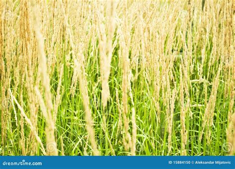 Dry grass field stock photo. Image of field, abstract - 15884150