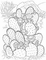 Free Printable Cactus Coloring Pages For Kids sketch template
