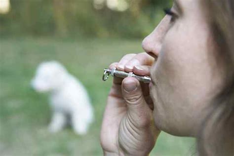 Just How Much Do You Know About Dog Whistle Training?