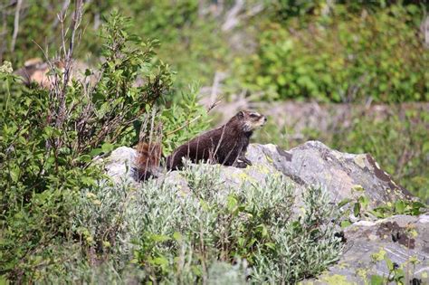 wildlife of wyoming | Pets Amino