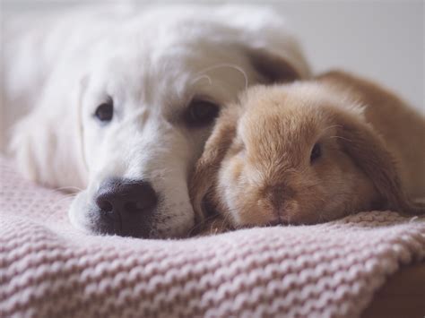 A Puppy and a Bunny — Bear and Hugs Bunny