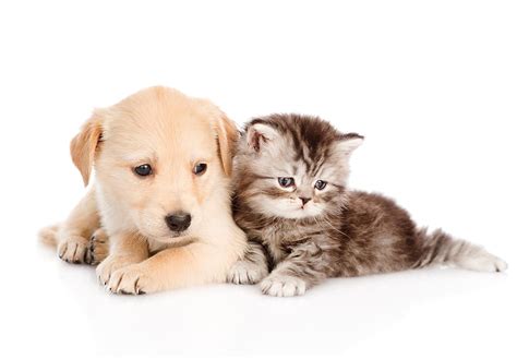 Dog And Cat Cute Kittens Puppies - Dog - -, Autumn Kittens and Puppies ...