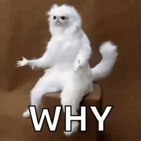 Why Whyy GIF - Why Whyy ButWhy - Discover & Share GIFs