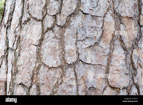 Pinus sylvestris - scots pine bark Stock Photo, Royalty Free Image ...