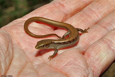 lil reptile found running across the carpet of a Four Seasons penthouse ...