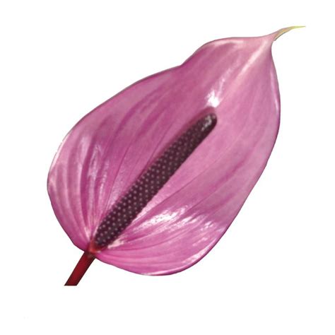 17 Best images about Anthurium varieties on Pinterest | Black love, Nightingale and Cheer