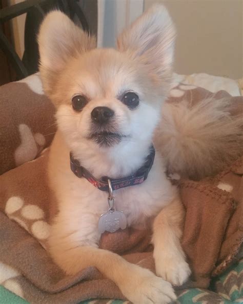 DNA test said he's not a Chipom :( He's our 50% Pomeranian, 25% ...