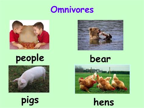 Carnivores herbivores omnivores with examples