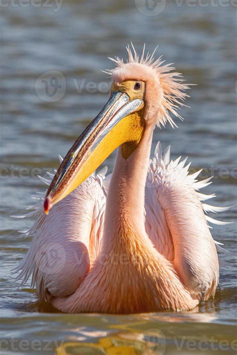 Beautiful pink pelican birds in Kerkini Lake in northern Greece 2460158 Stock Photo at Vecteezy