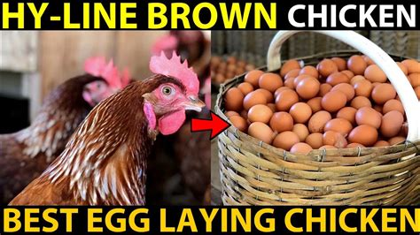 HY-LINE Brown Chicken Farming | BEST EGG LAYING CHICKEN BREEDS | Best Chicken For Egg Production ...