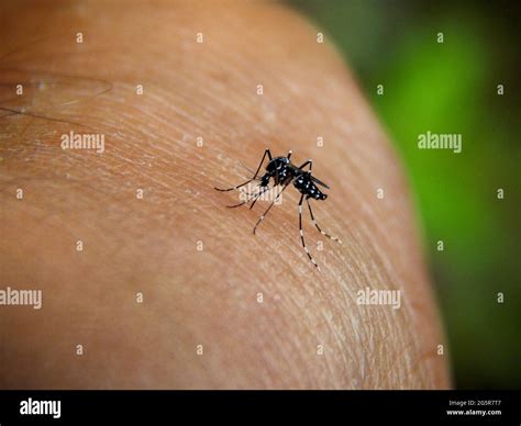 Aedes aegypti, the yellow fever mosquito biting on a man Stock Photo ...