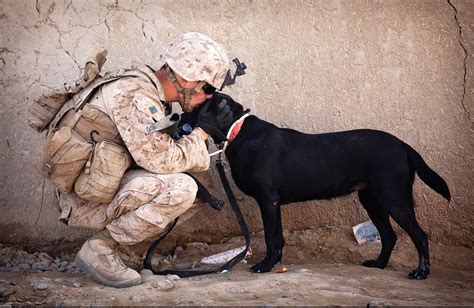 Soldier And His Dog Free Stock Photo - Public Domain Pictures
