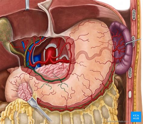 Female Lower Back Anatomy Internal Organs Female Internal Anatomy ...