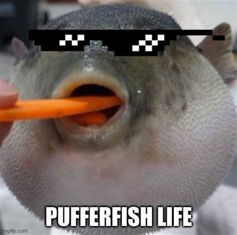 pufferfish eating carrot - Imgflip