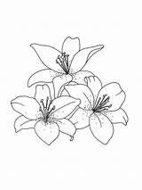Lily Flower Coloring Pages sketch template