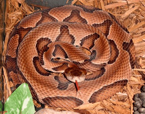 Venomous Snakes of Ohio – Krebscreek Outdoors