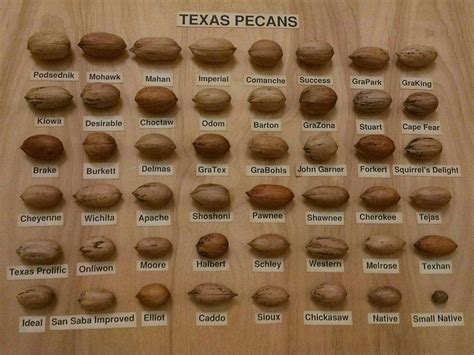 Pin by Matt Patterson on Quick Saves | Pecan tree, Pecan, Texas pecans