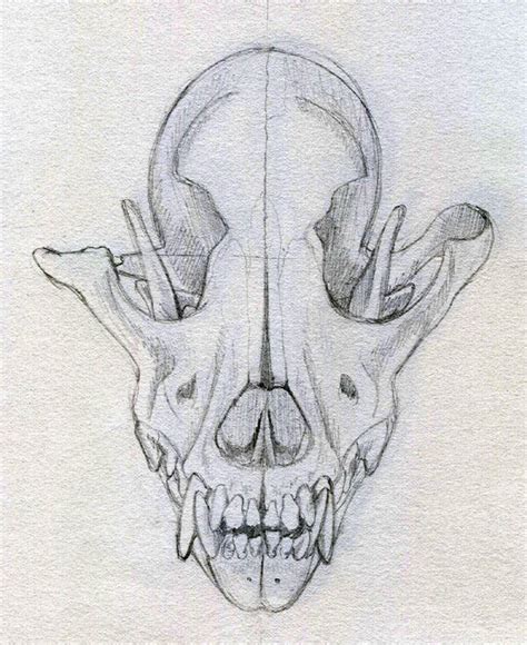 Canine Skull, first draft by Rivenchan on DeviantArt