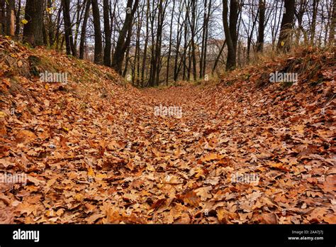 Wooded hollow hi-res stock photography and images - Alamy