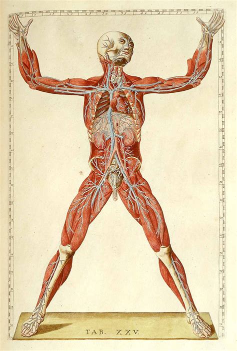 Romanae archetypae tabulae anatomicae novis... Rome, 1783. Hand colored ...