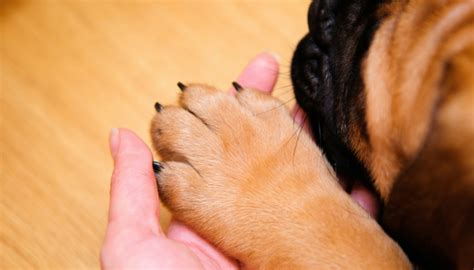 How Do I Stop a Dog's Nail from Bleeding? Easy Tips to Stop the ...