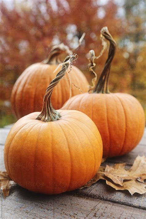 Pumpkin And Gourds With Leaves On Wood Download this high-resolution stock photo by Sandra ...