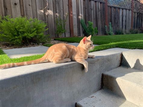 Balcony Grass for Cats All You Need to Know Synthetic Grass in Fresno