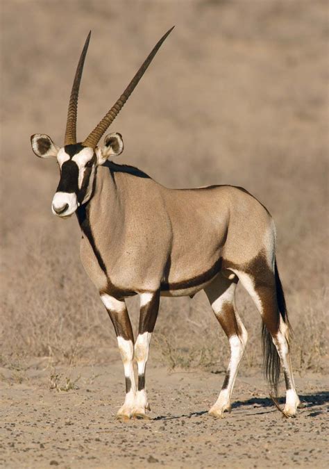 Gemsbok | Description, Coloration, Size, Diet, & Habitat | Britannica