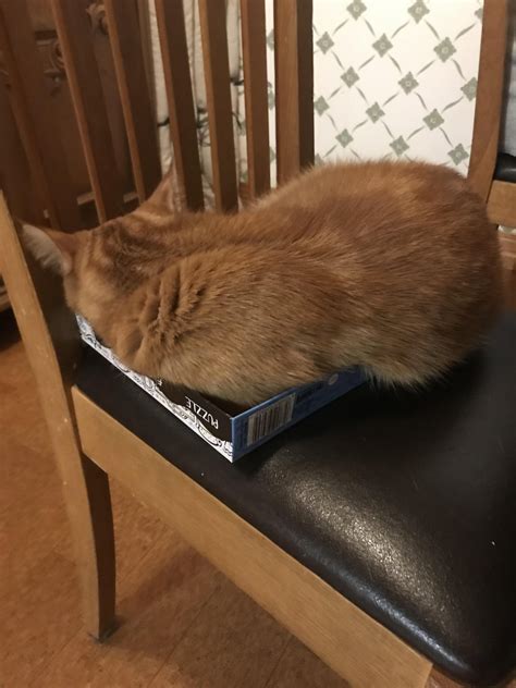 Fat cat, little box : r/catpictures