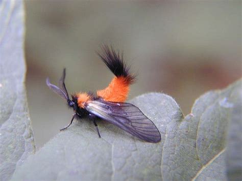 Moth Looks EXACTLY Like Those Adorable Woolly Bear Caterpillars | Featured Creature