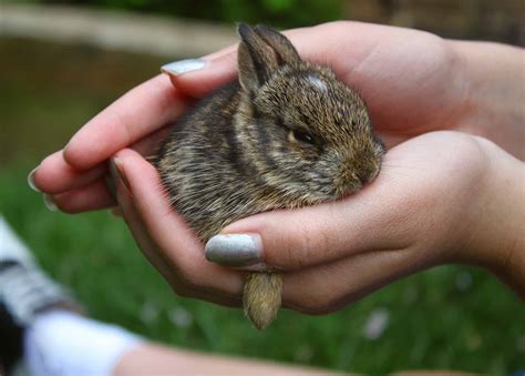 What to Feed Baby Rabbits In Your Backyard | The Home Tome