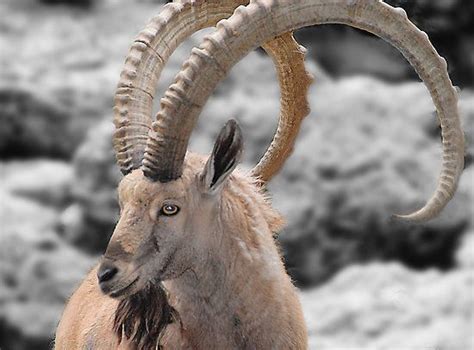 Male Ibex by Dyle Warren | Amazing animal pictures, Ibex, Animals wild