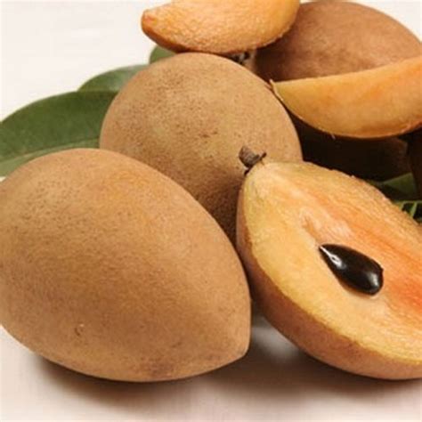 Bulk Supply Sapota Fruits Exporters In India | Shiva Ruthra Exports