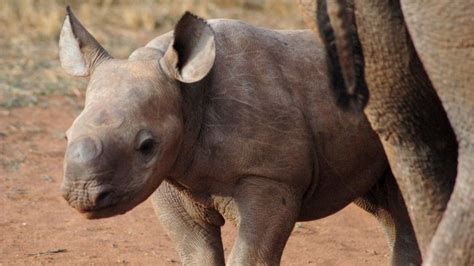 Two black rhino babies bring hope to endangered species - CBBC Newsround