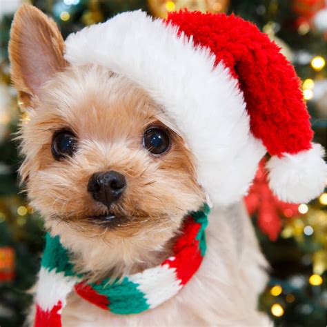 Christmas Gifts for Pets | Pet Gifts - Mutts & Mousers USA