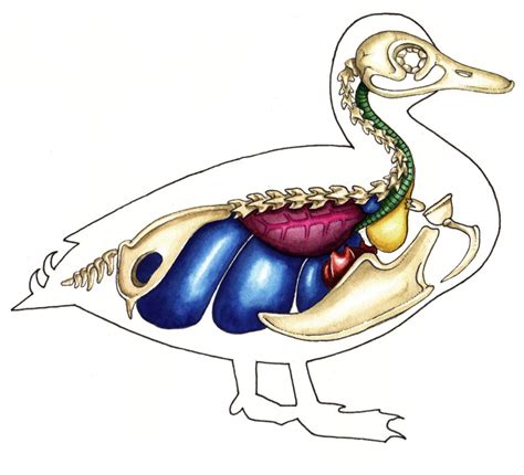 Diagram of the internal anatomy of a duck - Lizzie Harper