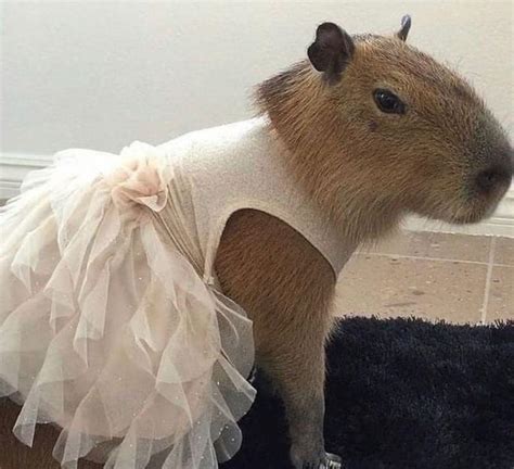 A pretty princess 🎀 : r/capybara