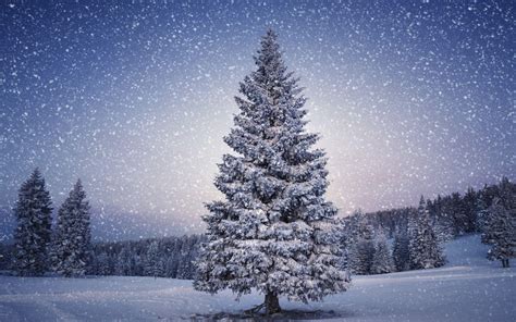 Christmas Forest Wallpapers - Top Free Christmas Forest Backgrounds - WallpaperAccess