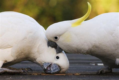 How to Deal with Cockatoo Behavior Problems | Birds Coo