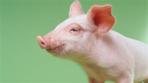 The Pig Latins of 11 Other Languages | Mental Floss