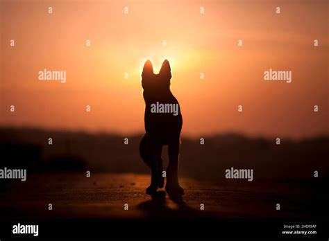 silhouette, dog, sunset, silhouettes, dogs, sunsets Stock Photo - Alamy