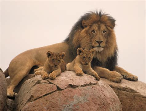 Izu with two of his seven cubs | Karl Drilling | Flickr